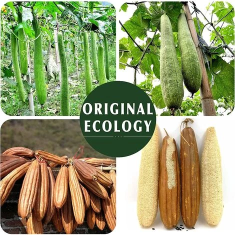 WERKZEUGE Natürlicher Luffa-Schwamm, Peeling-Körperwäscher (2 Stück), Umweltschutz, Biologisch Abbaubarer Luffa-Duschschwamm, Luffa Für Frauen Und Männer 3 WERKZEUGE Natürlicher Luffa-Schwamm, Peeling-Körperwäscher (2 Stück), Umweltschutz, Biologisch Abbaubarer Luffa-Duschschwamm, Luffa Für Frauen Und Männer – Bild 3