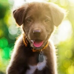 DECKON GPS Tracker Hund Schlüsselanhänger Smart Locator Anti Lost GPS Halsband Katzen Locator Smart GPS Tracker Wireless Key Finder Anti Lost Bluetooth Für Haustiere Katze GPS Tracking -Angebote Fliesenleger-Werkzeug Store 66981818 3